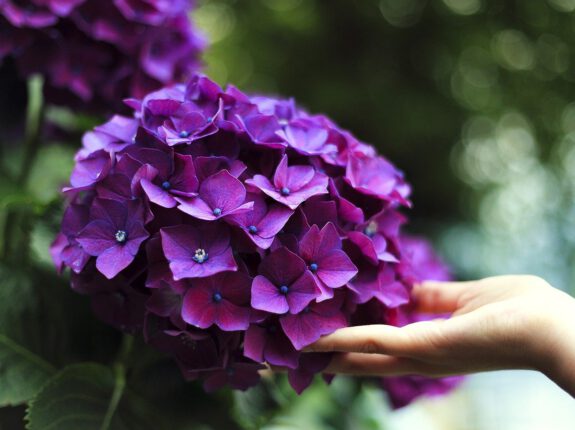 Een hand raakt paarse bloemen aan