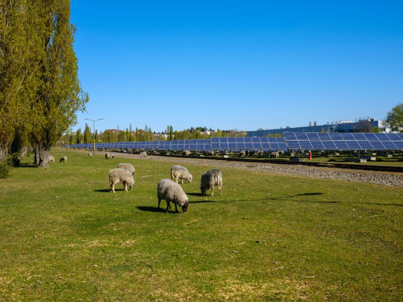 Zonnepanelen in een wei met op de voorgrond schapen