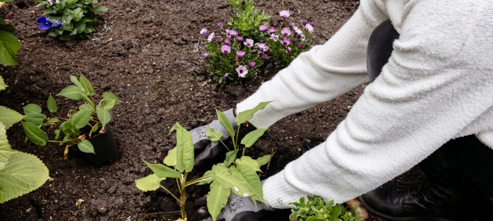 Een persoon plant plantjes in de grond